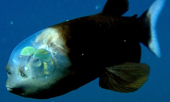 Learn how to deal with depression by learning a lesson from the  barreleye fish that has eyes that look forward and upward, and not backward. 