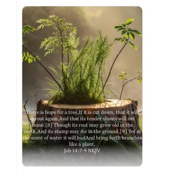 By Jesus' stripes we are healed.